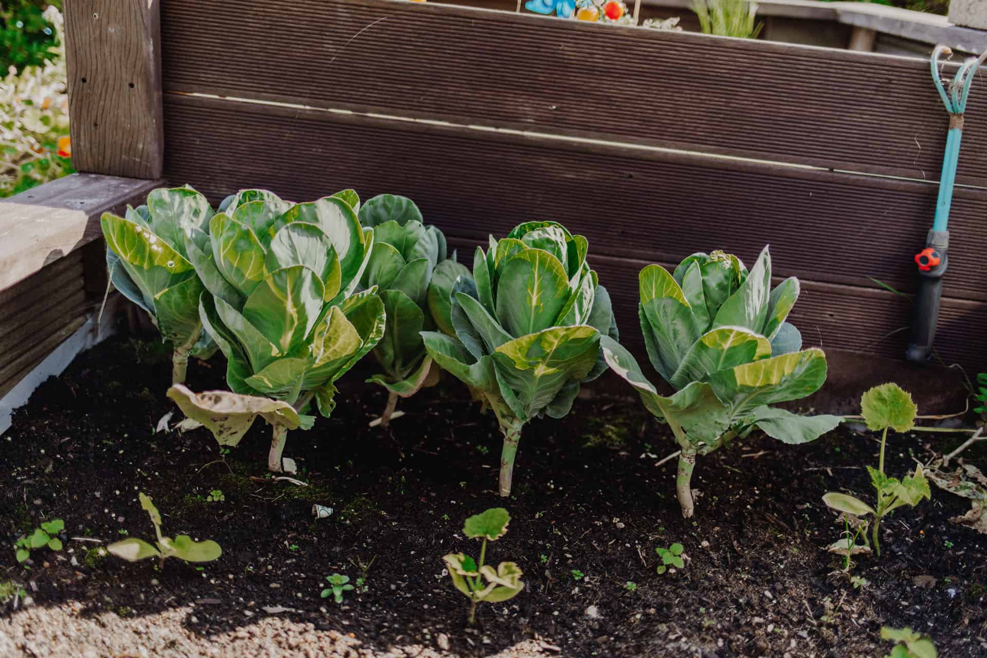 Kohl im Hochbeet