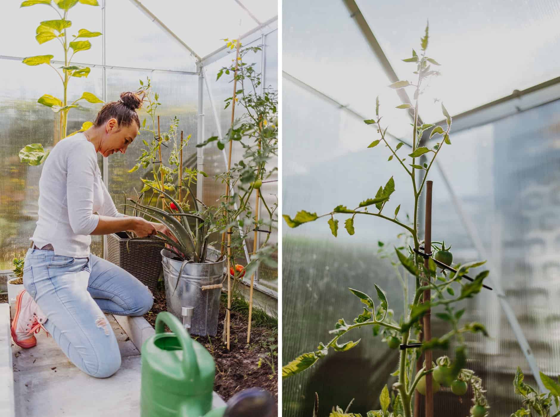 Links: Magdalena am Gärtnern, Rechts: Tomatenstaude