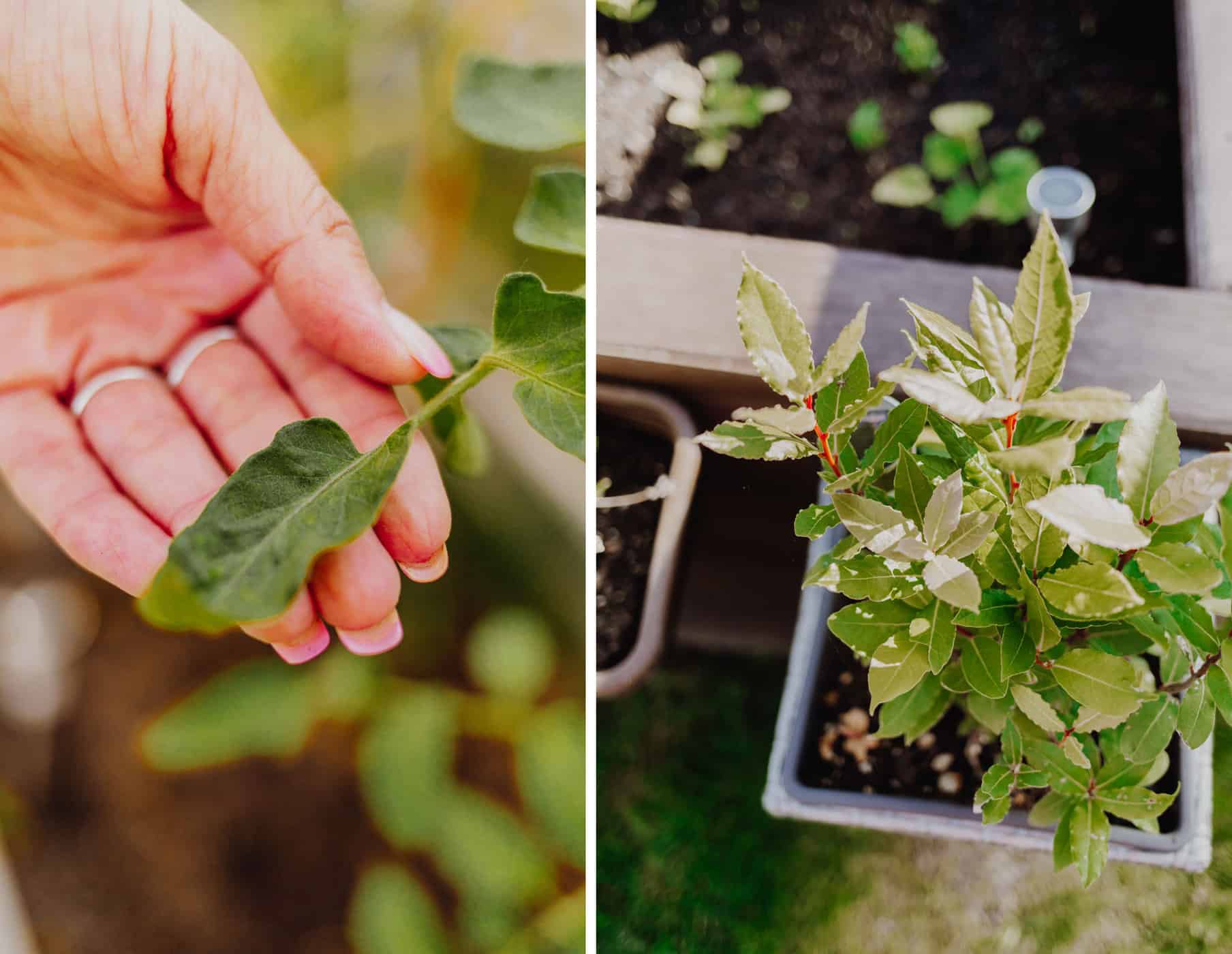 Links: Blatt in Hand, Nahaufnahme, Rechts: Kräuter in Beet