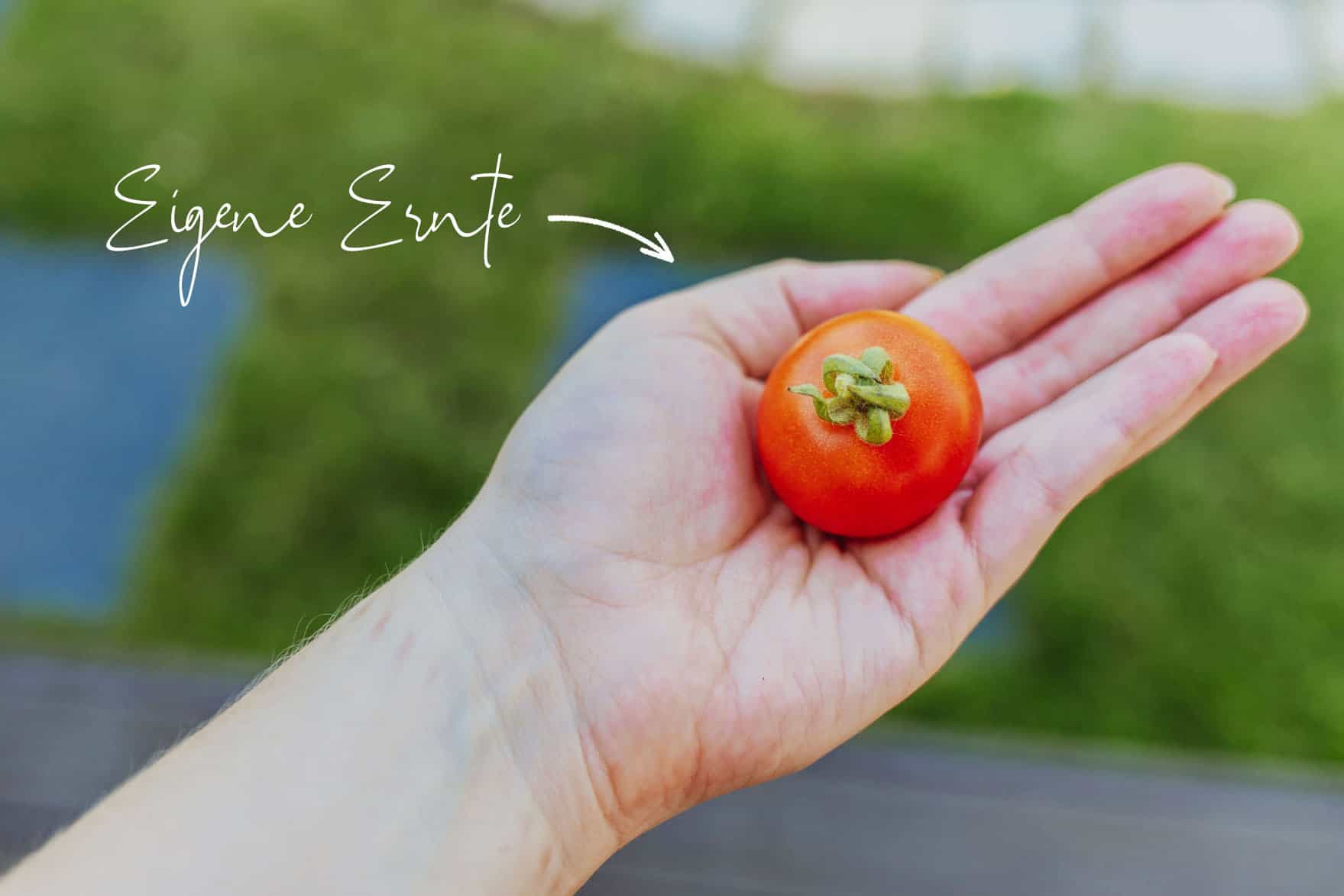Tomate in Hand, Aufschrift: Eigene Ernte