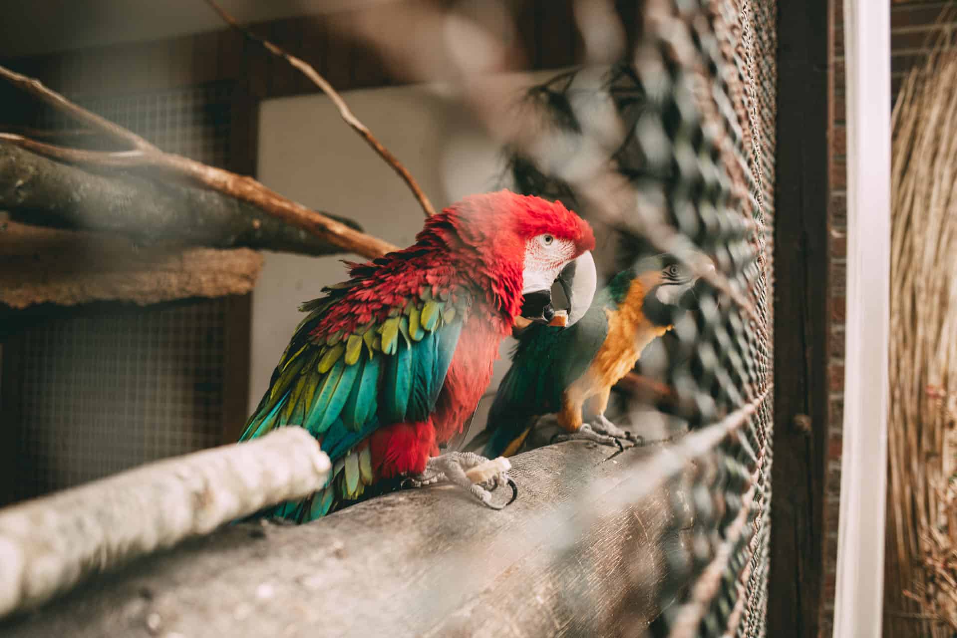 Papageien im Tierpark Tinnum