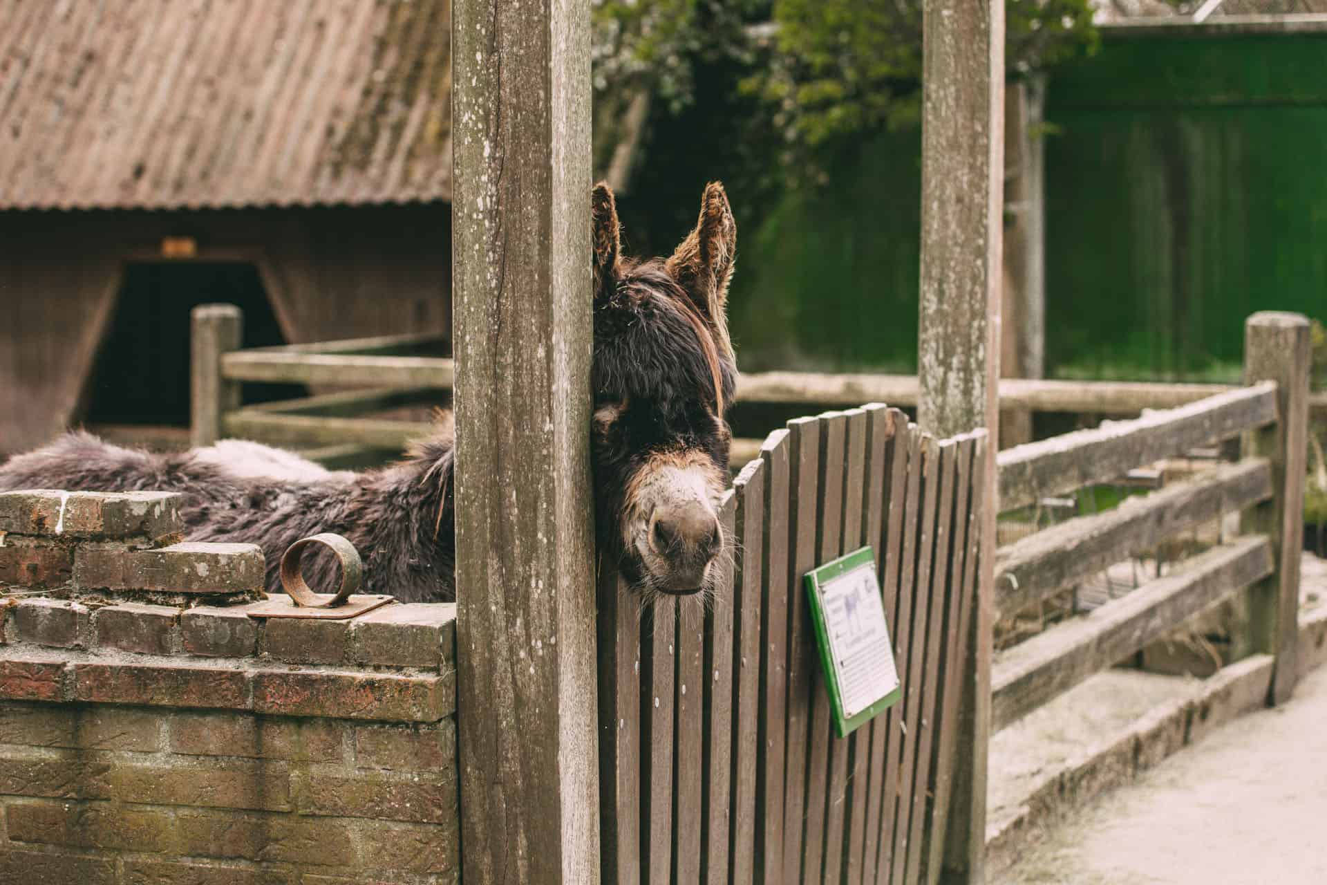 Esel Tierpark Tinnum