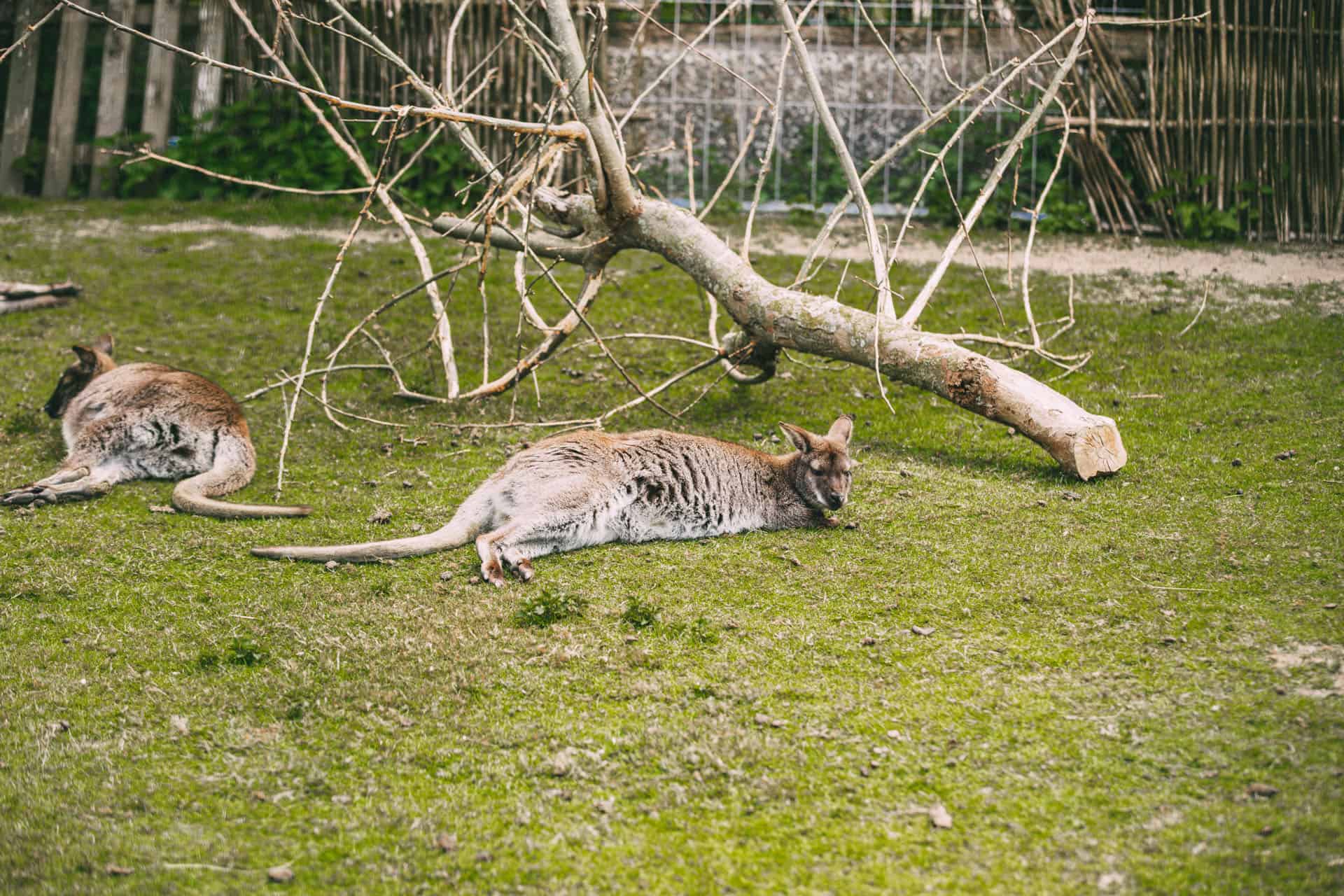 Känguru liegt auf Wiese