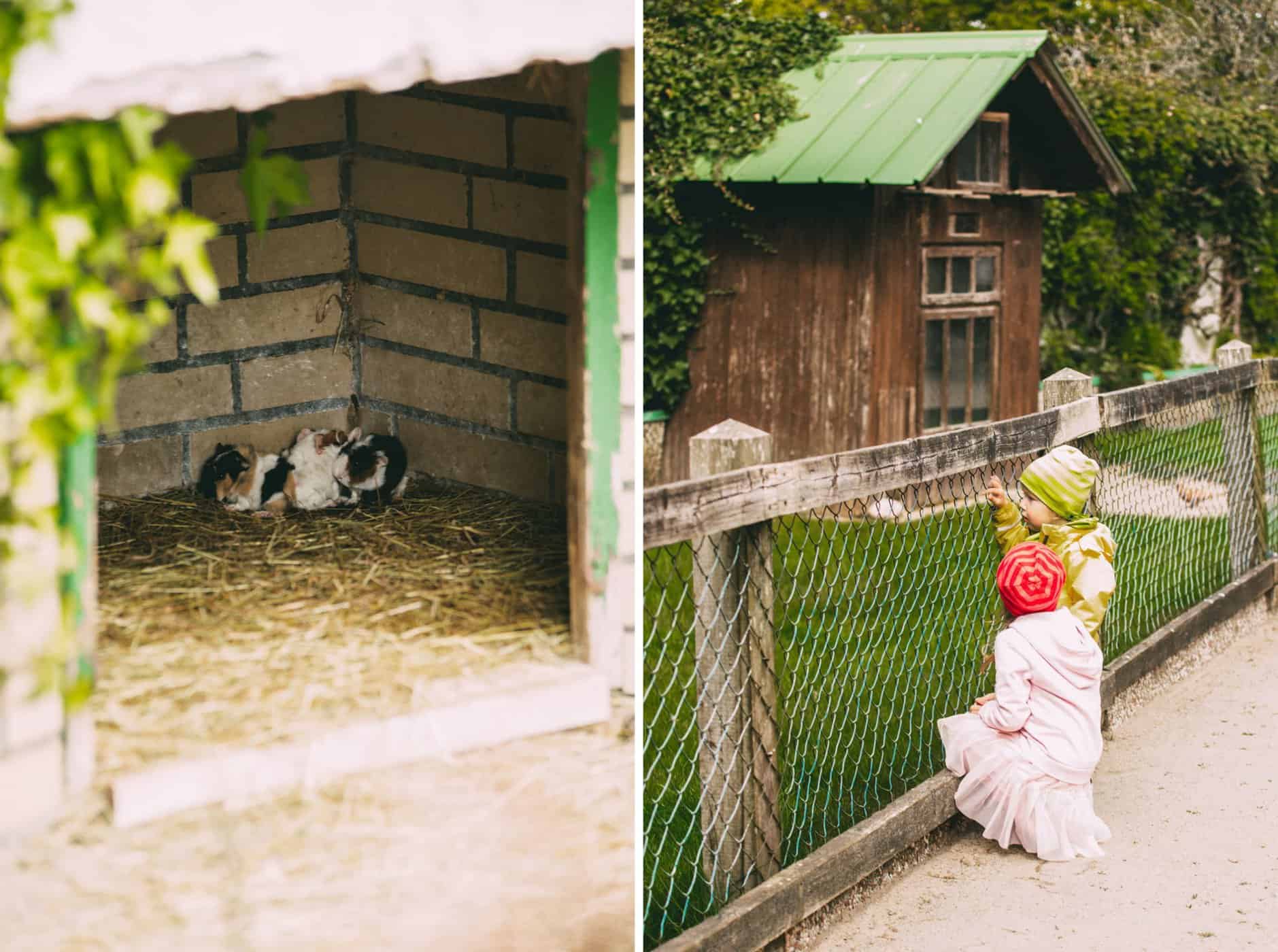 Links: Meerschweinchen Jungen, Rechts: Clara und Oskar vor Zaun