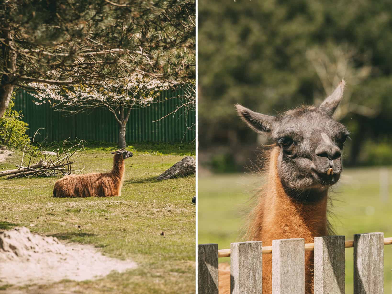 Links: Alpaka liegt auf Wiese, Rechts: Alpaka Großaufnahme