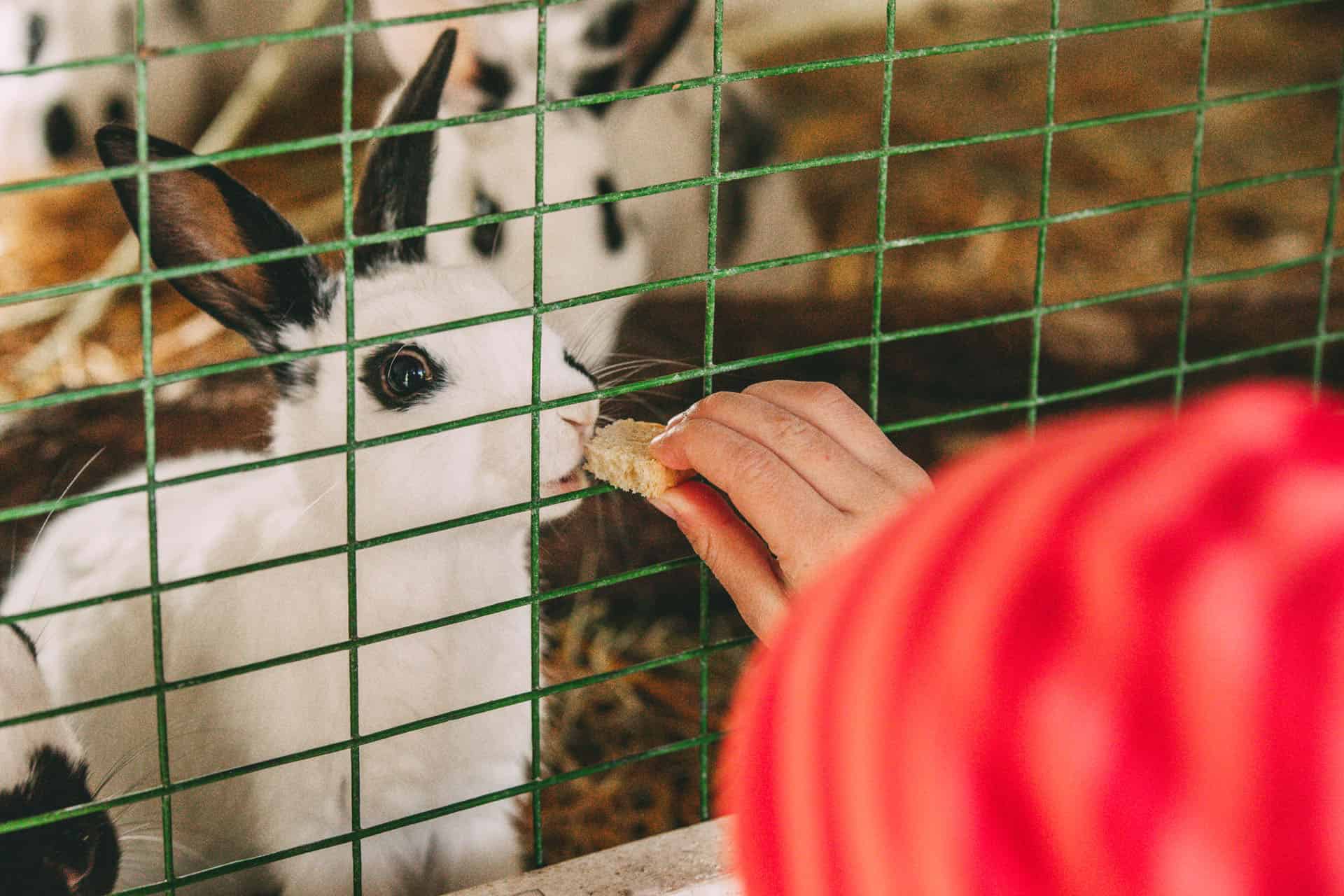 Kaninchen Tierpark Tinnum