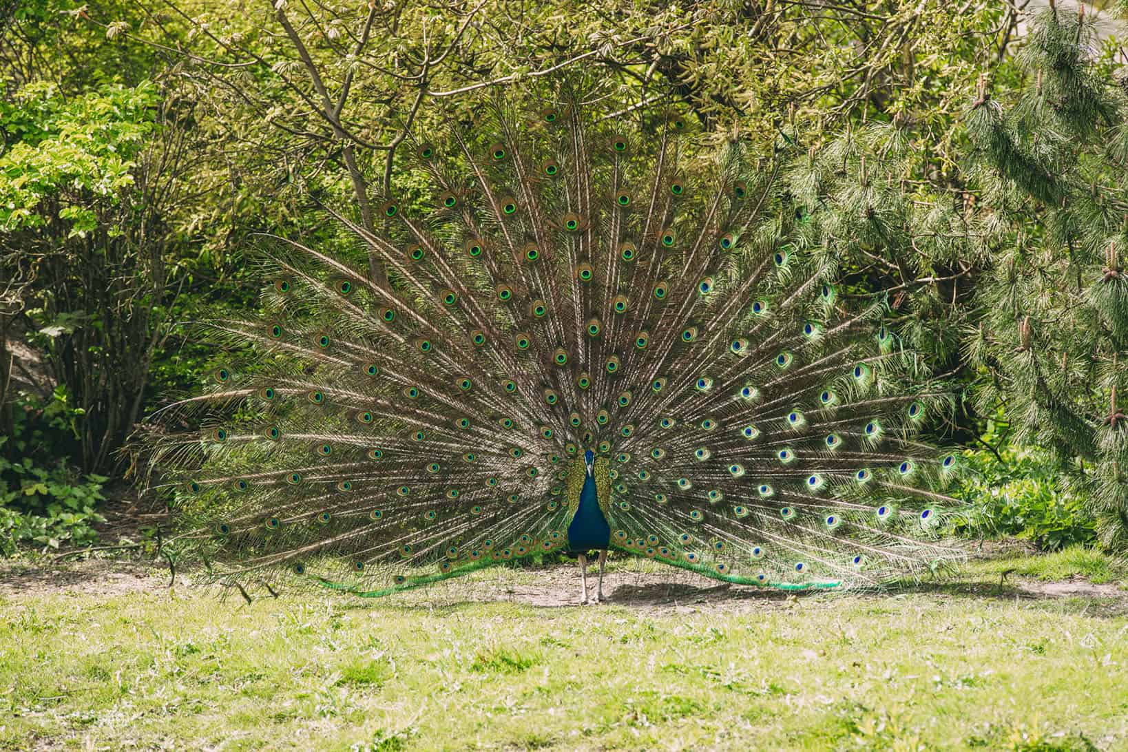 Pfau Tierpark Tinnum