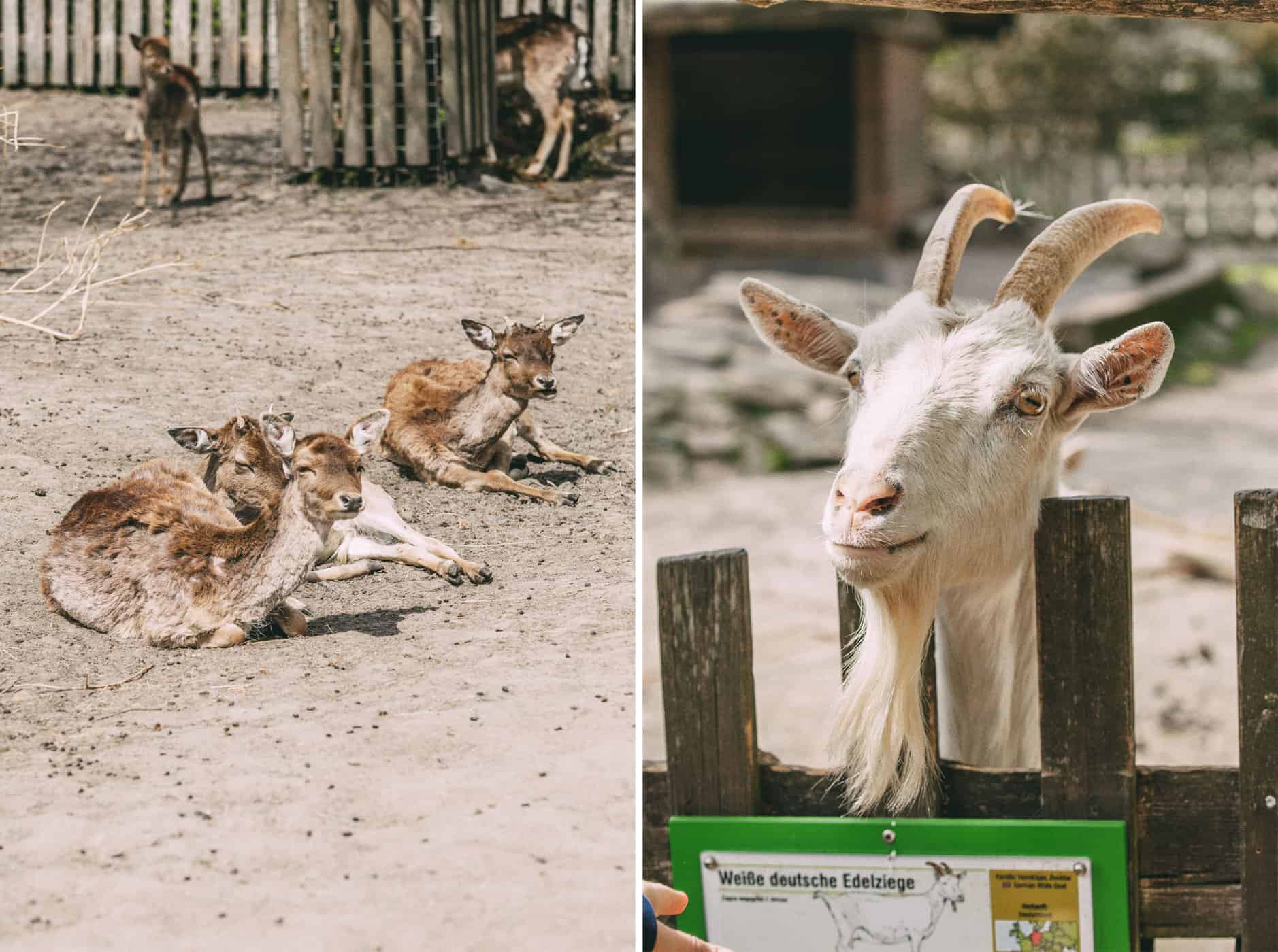 Links: Rehe, Rechts: Ziege