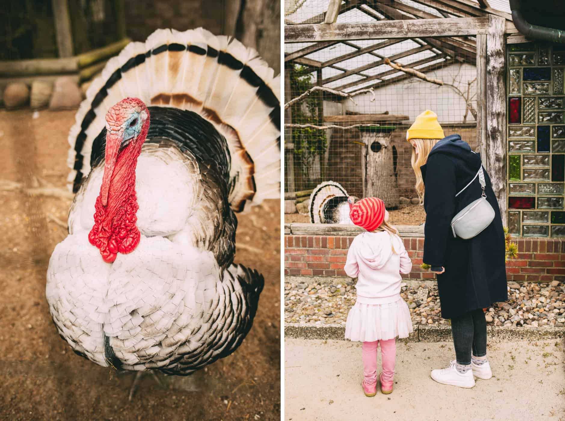 Tierpark Tinnum im Frühling auf Sylt: Truthahn