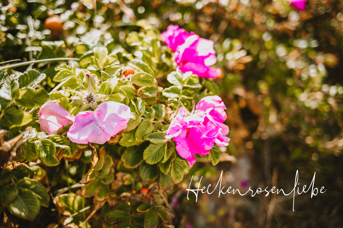 Heckenrose auf Sylt