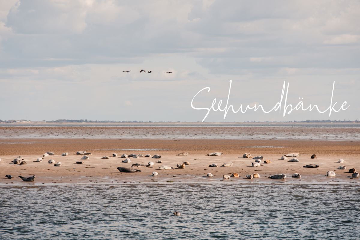 List auf Sylt: Seehunde auf einer Sandbank vor Sylt 