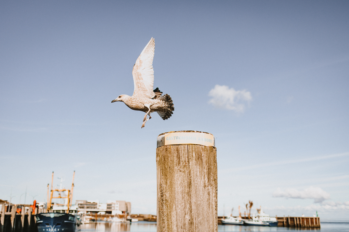 Sylt im September: Möwe am Hörnumer Hafen