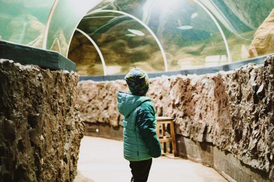 Sylt mit Kindern Aktivitäten bei Regen: Sylt Aquarium