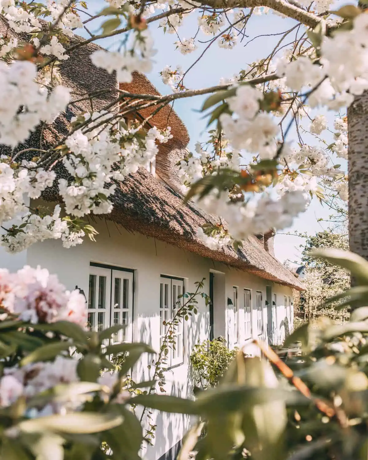 Sylt im Frühling: Kirschblüten in Keitum