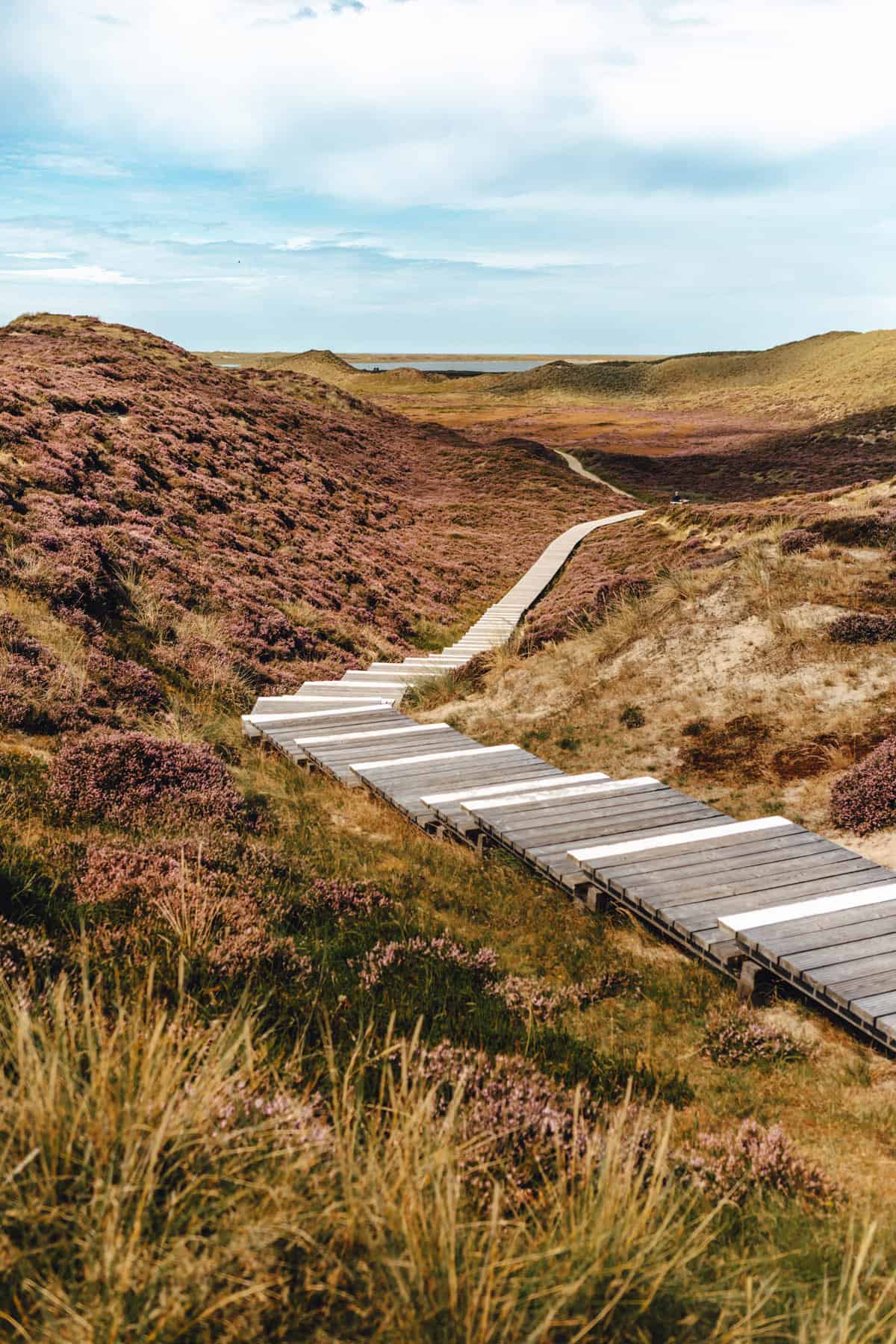 List auf Sylt: Holzsteg durch die Dünenlandschaft