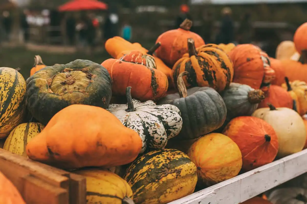 Sylt im Herbst: Herbstmarkt in Morsum