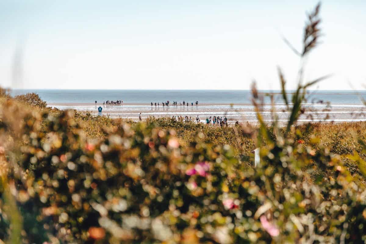 Alleine nach Sylt Tipps: Geführte Touren und Wattwanderungen