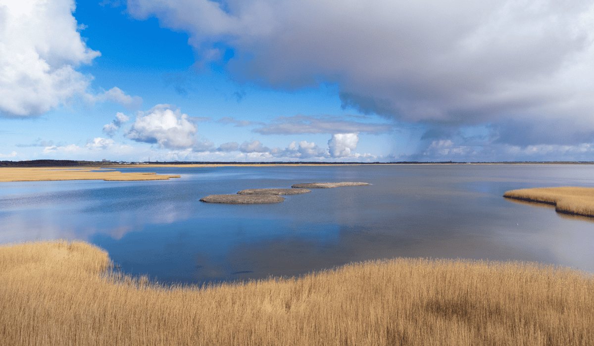 Naturschutzprojekt Blancpain am Rantumbecken auf Sylt